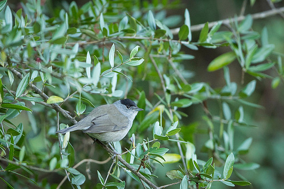 Blackcap / Kapturka