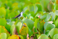 Black-backed Water-tyrant