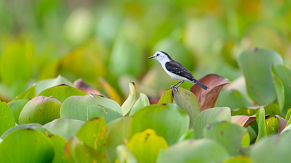 Black-backed Water-tyrant