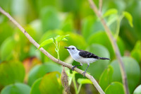 Black-backed Water-tyrant