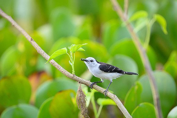 Black-backed Water-tyrant