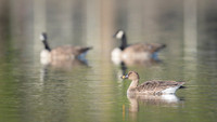 Bean goose