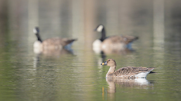 Bean goose