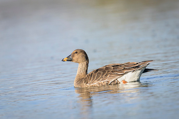 Bean goose