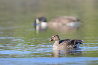Bean goose