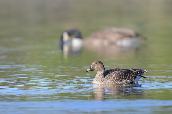 Bean goose