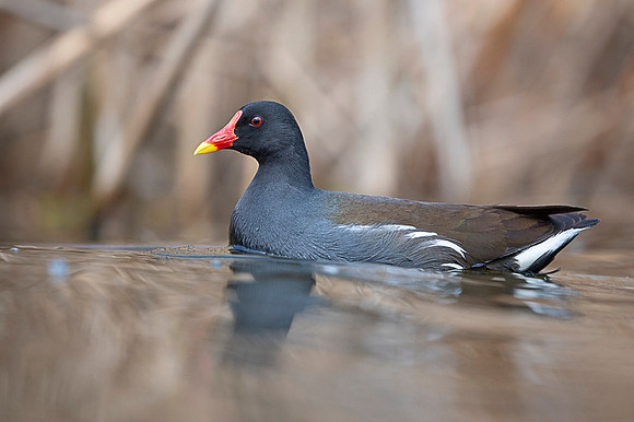 Common moorhen / Kokoszka