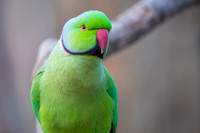 Rosring parakeet