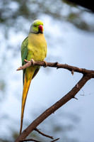 Rosring parakeet