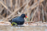 Common moorhen / Kokoszka