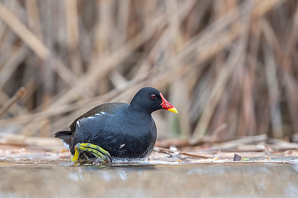Common moorhen / Kokoszka