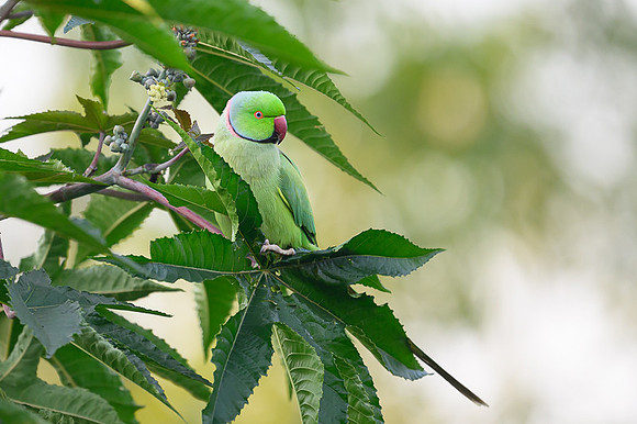 Rosring parakeet