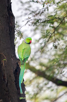 Rosring parakeet