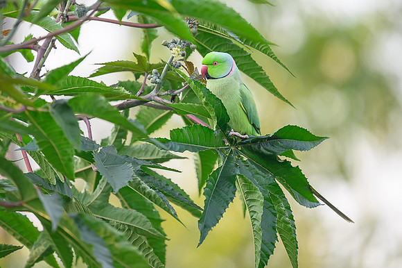 Rosring parakeet