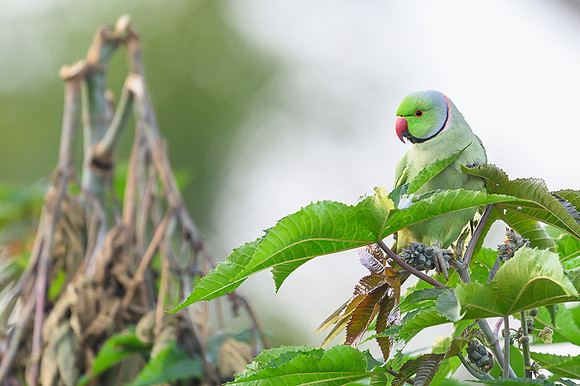Rosring parakeet