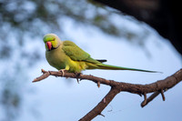 Rosring parakeet