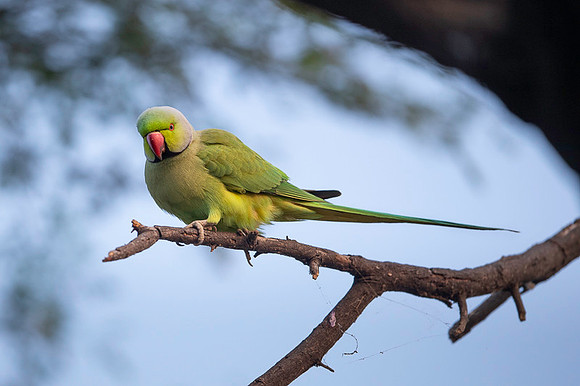 Rosring parakeet