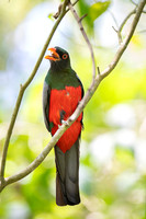 Slaty-tailed Trogon