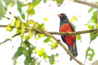 Slaty-tailed Trogon