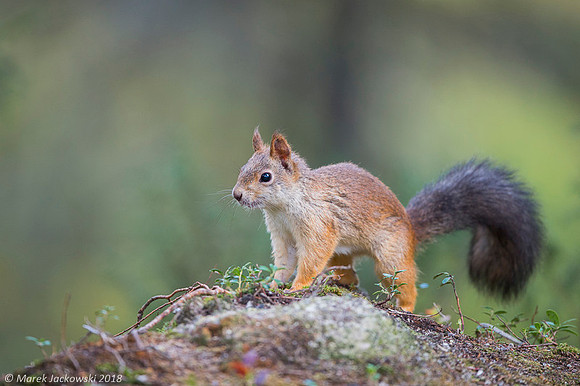 Sqirrel / Wiewiórka
