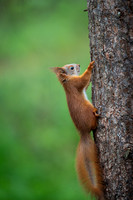 Sqirrel / Wiewiórka
