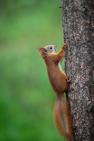 Sqirrel / Wiewiórka