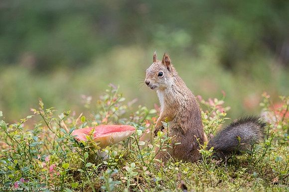 Sqirrel / Wiewiórka
