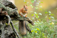 Sqirrel / Wiewiórka