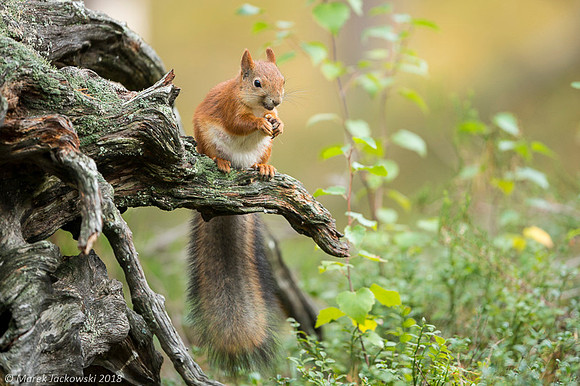 Sqirrel / Wiewiórka