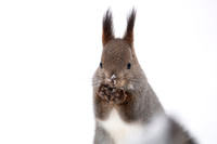 Sqirrel / Wiewiórka