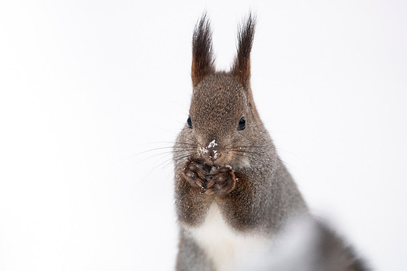 Sqirrel / Wiewiórka