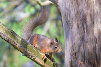 Sqirrel / Wiewiórka