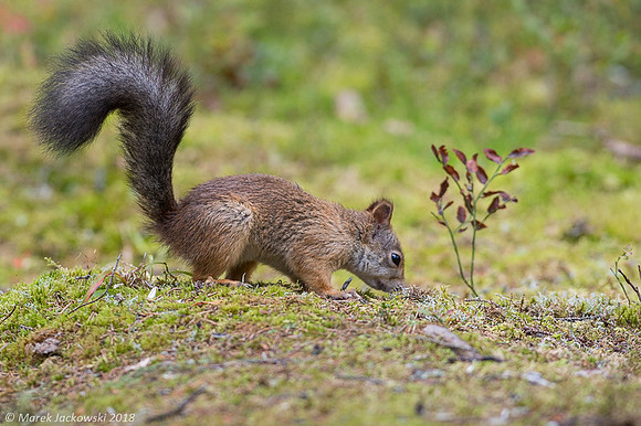 Sqirrel / Wiewiórka