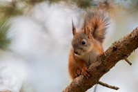 Sqirrel / Wiewiórka