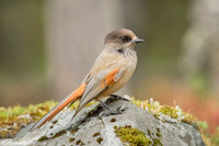 Siberian Jay / Sójka syberyjska