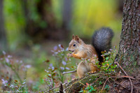 Sqirrel / Wiewiórka