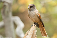 Siberian Jay / Sójka syberyjska