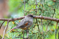 Siberian Jay / Sójka syberyjska