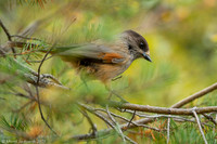 Siberian Jay / Sójka syberyjska