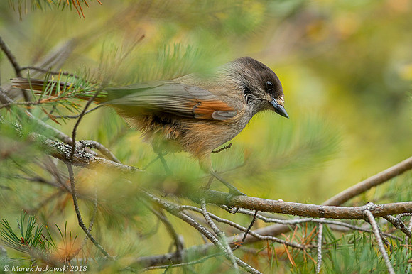 Siberian Jay / Sójka syberyjska