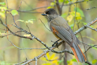 Siberian Jay / Sójka syberyjska