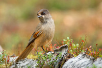 Siberian Jay / Sójka syberyjska