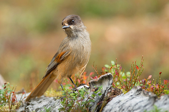 Siberian Jay / Sójka syberyjska