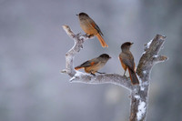 Siberian Jay / Sójka syberyjska