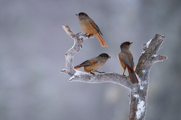 Siberian Jay / Sójka syberyjska