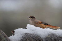 Siberian Jay / Sójka syberyjska