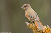 Siberian Jay / Sójka syberyjska