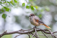 Siberian Jay / Sójka syberyjska