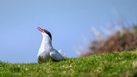 Antarctic Tern