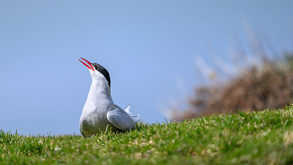Antarctic Tern